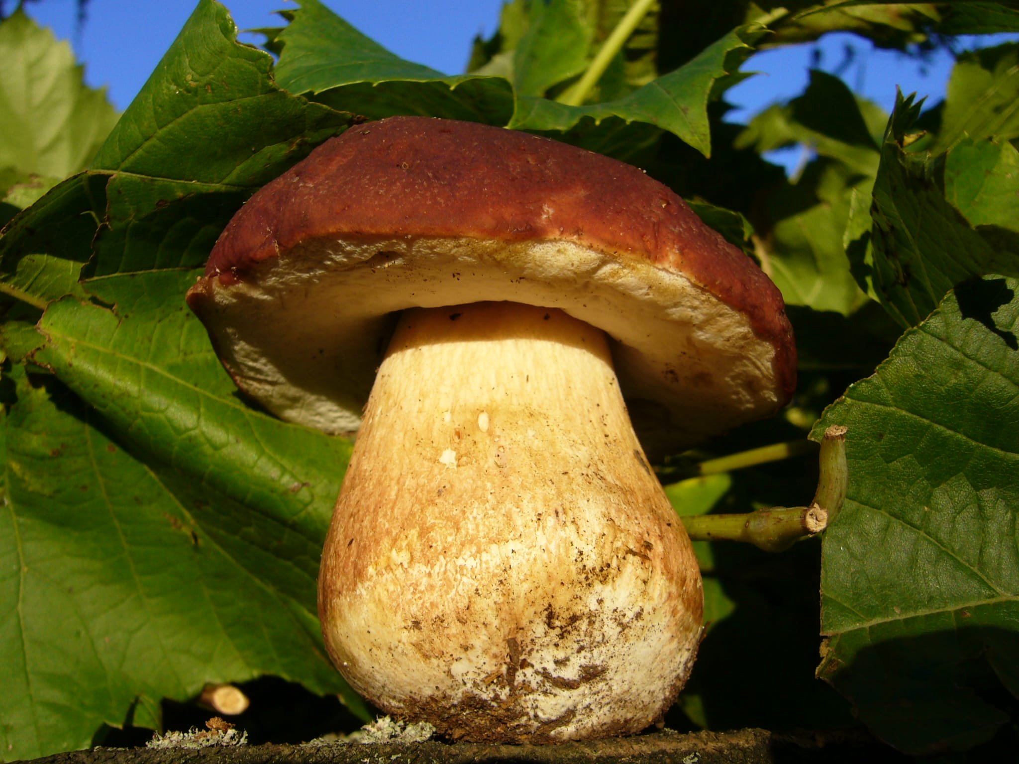 P1020546.JPG